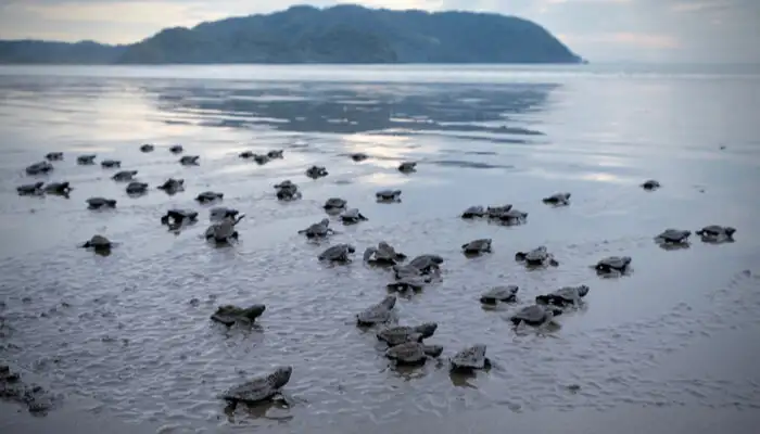 This image represents the worldwide known turtle festival in India